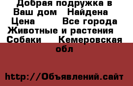 Добрая подружка,в Ваш дом!!!Найдена › Цена ­ 10 - Все города Животные и растения » Собаки   . Кемеровская обл.